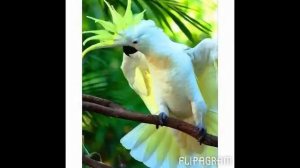 Питомник попугаев