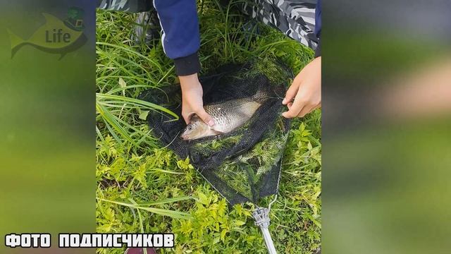 Матерый карпятник рассказал как ловить карпа в жару! Как на что и где ловить карпа летом в жару? смотреть онлайн