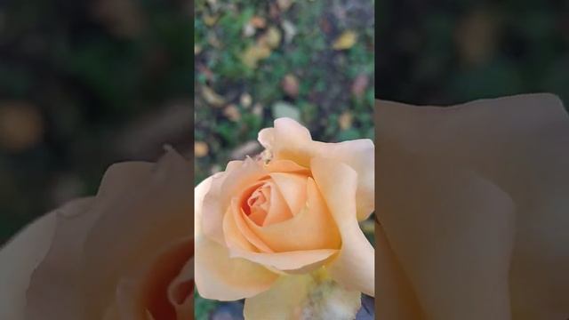 Абрикосовая роза Девида Остина из черенка#Shorts смотреть онлайн