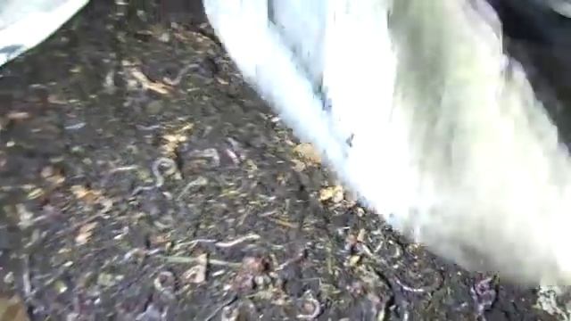 С какой партии коконов сейчас начать, чтобы в рыболовный сезон быть с товарным червем смотреть онлайн