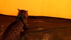 ЧЕЛЛЕНДЖ КТО БЫСТРЕЙ КОТ ИЛИ СОБАКА КОТ ТИГРА И ПЁС ПЕРСЕЙ СОРЕВНУЮТСЯ | PET CAT