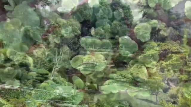 10 Reasons Why Everyone Should Plant Portulacaria afra смотреть онлайн