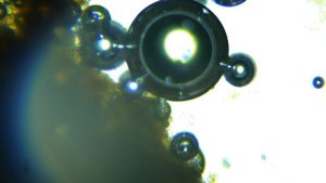 перекись водорода разрушает логово микробов