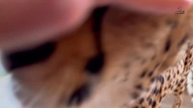 Гепард Герда радуется еде и тёплой погоде. Герда просит у Маши почесать ей шею смотреть онлайн