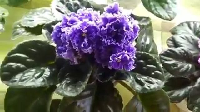 Выставка фиалок Харьков виртуально смотреть онлайн