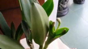 yeaay Got a Wishlist Orchid - ,Lc Tiny Treasure - Mini Cattleya #unboxing