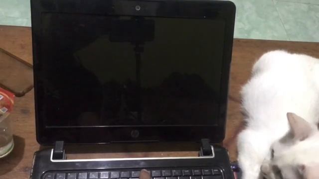 Ez Jailbreak Rejailbreak ios 12.5 12.5.1 Checkrain Windows 7 смотреть онлайн