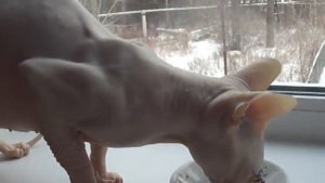 кефир кошке кисломолочные продукты кошкам. Yogurt for cats