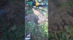 Как выгнать крота с участка! Легко )