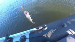 MEGABASS KANATA. Поклевки крупным планом