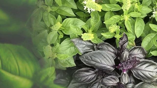 Базилик – польза и вред. Знатоки приправ очень уважают эту специю. смотреть онлайн