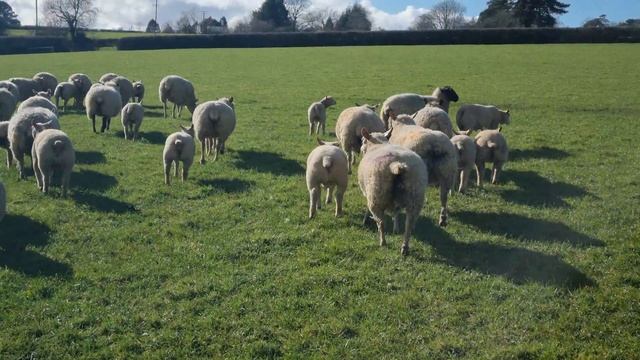 Овцы породы Шароле в Англии, очень крутое хозяйство, отобрал 15 ярок и 3 барана возраст 1 год. смотреть онлайн