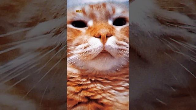 #Приколы#Кот#Юмор#Собака#Смехдослез#Prikoly#Kot#Yumor#Sobaka#Smekhdoslez