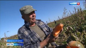 Уникальные сорта тыквы вырастили хабаровские фермеры