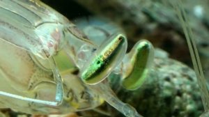 Камбоджа,Сиануквиль,морской богомол.м