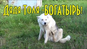 Дядя Толя - БОГАТЫРЬ, кедровый стланик, каких карасей жарит тетя Вера