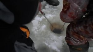 Ловля сома на волге 20,12,2015