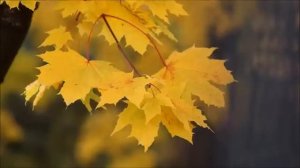 Золотая осень. Осенняя природа. Осень 2020
