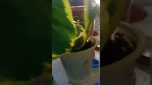 Подкормка цитрусовых растений Удобрения для цитрусов Правила внесения N:P:K Схема Мой личный опыт.