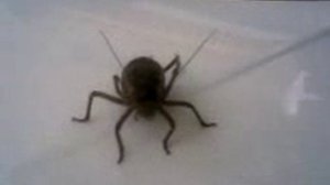 Большой кузнечик.mp4