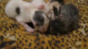 Новорожденные котята