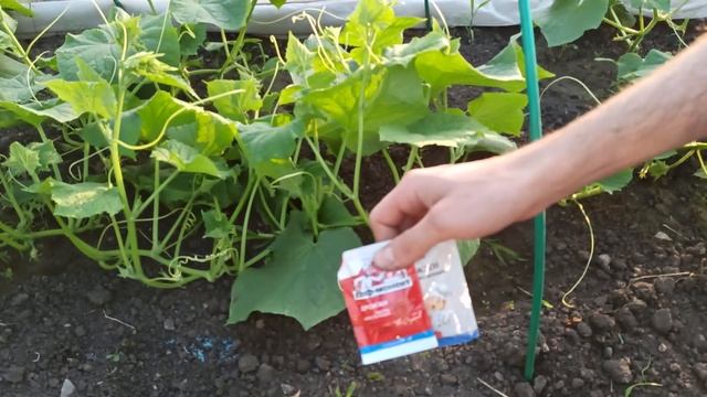 ПРОФИЛАКТИКА КОРНЕВОЙ ГНИЛИ И ПОДКОРМКА ОГУРЦОВ смотреть онлайн