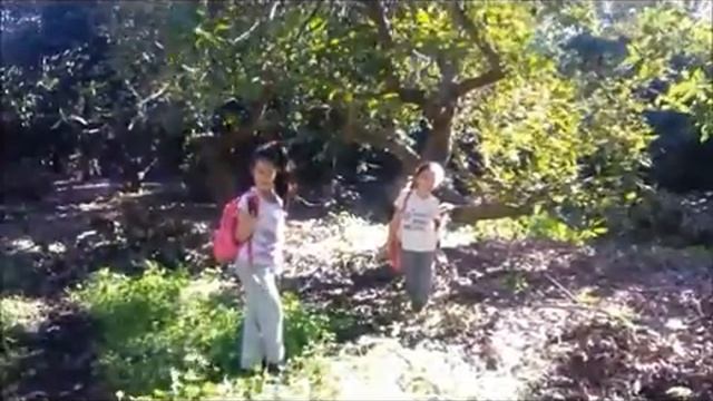 Авокадо  Летняя зима или Зимние каникулы В Израиле