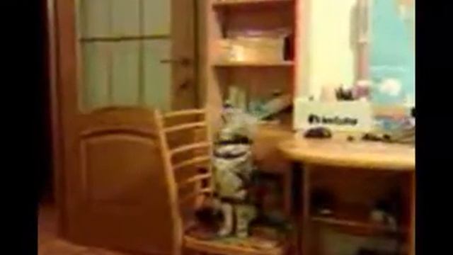 Кот мотает головой смотреть онлайн