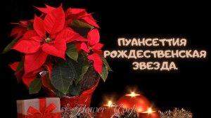 Пуансеттия — рождественская звезда.??