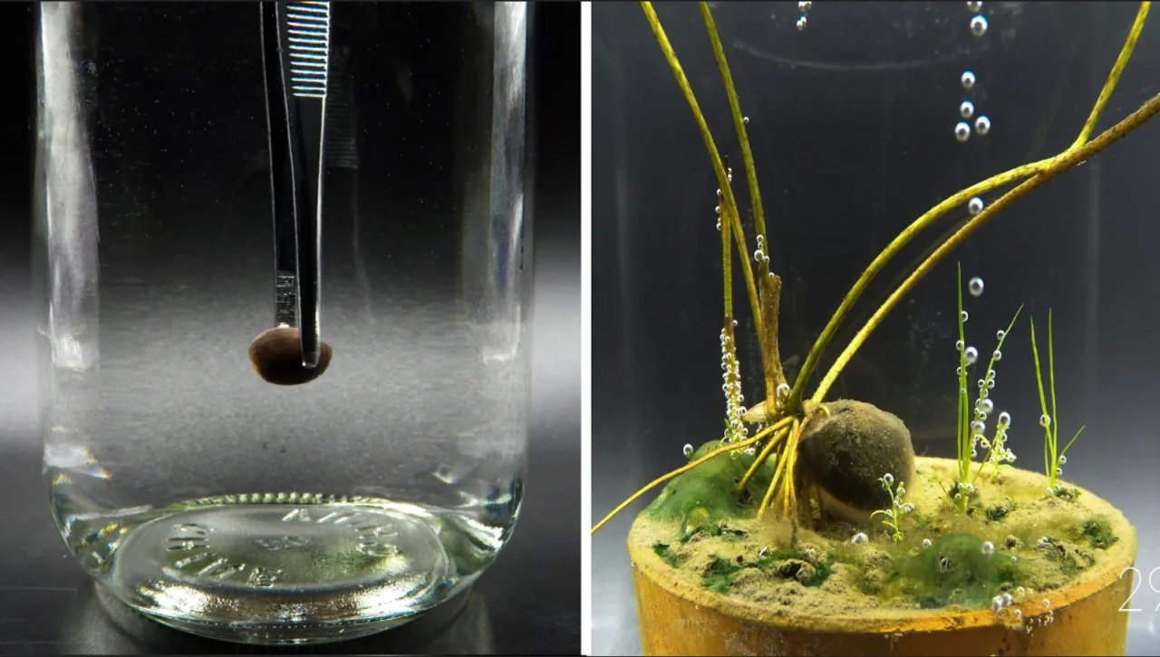 Выращивание семян розового лотоса под водой - создано Boxlapse