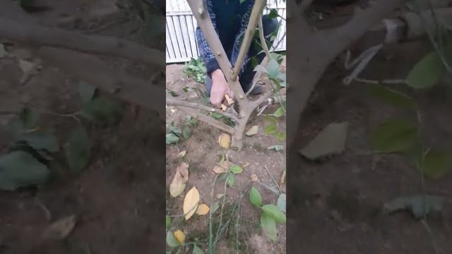 Весенняя обрезка цитрусов ( часть 2) смотреть онлайн