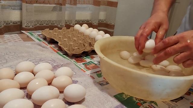 дезинфекция яиц для инкубирования,продолжение