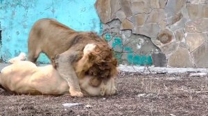 Молодой лев ОБИДЕЛ ЛЬВИЦУ которая к нему так ластилась...