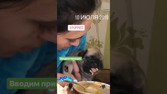 Маленький мопс кушает