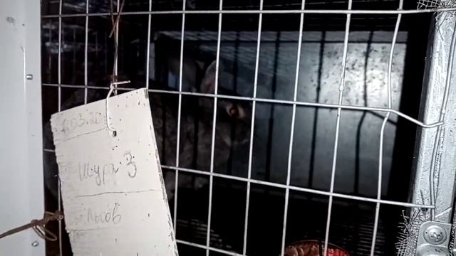 Сарай эконом вариант. От какой породы кроликов я отказалась, мои самцы. Чуть не разбились, гололед. смотреть онлайн