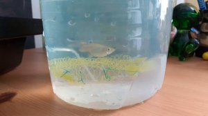 Отсаживаем гуппи на нерест.