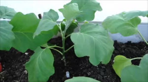 Чем заправила лунки для баклажанов.