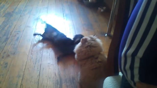 Забавный котейка.mp4 смотреть онлайн