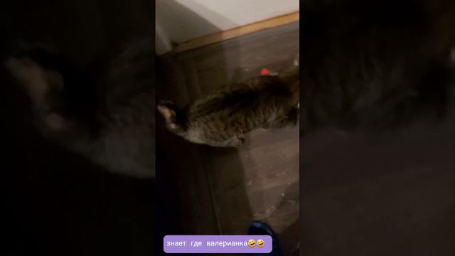 Знает где валерианка смотреть онлайн