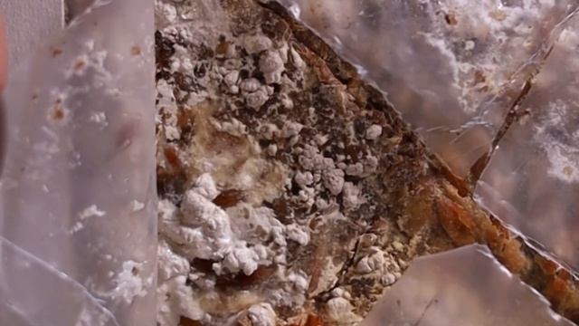 Як виростити гливи (вєшенки) вдома смотреть онлайн