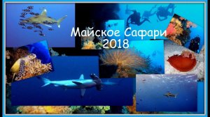 Майское Сафари, 2018. Трейлер