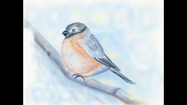 Снегирь Рисование поэтапно карандашом #howtodraw a bullfinch Step by step drawing