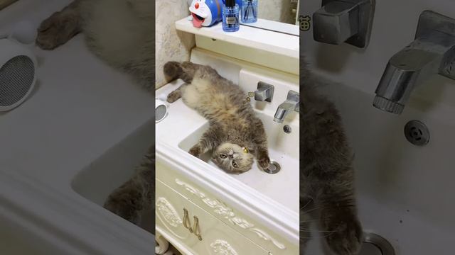 Котик отдыхает