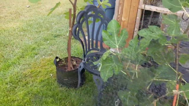 Part 1 continued. A Fig In The Hand Is Better Than Two In The Bush. Sept. 10 смотреть онлайн