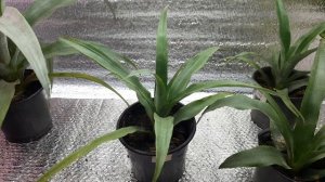 ?Ананас из семян