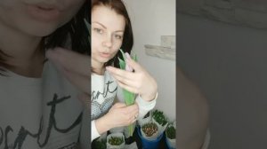 Как Хранить Тюльпаны