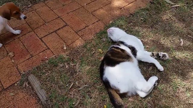 Playful Jack Russell puppy