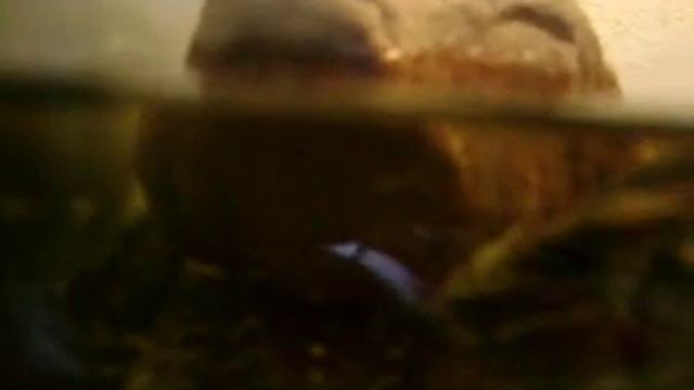 Е Кузин ругает черепаху смотреть онлайн