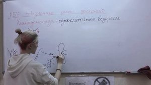 Жизненные циклы растений: Одноклеточные водоросли - Хламидомонада