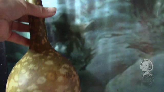 ЛАГЕНАРИЯ МОЖЕТ ПРЕВРАТИТЬСЯ В КРАСИВОЕ КАШПО! смотреть онлайн